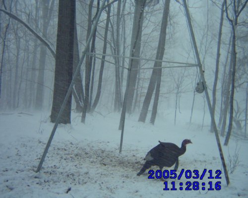 Turkey gobbler in a snow storm.